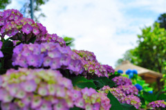 紫陽花寺にて