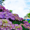 紫陽花寺にて