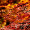 紅葉　きらきら...