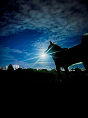 月明かりと柴犬