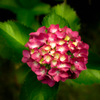 紫陽花咲いた