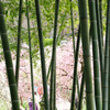 竹梅