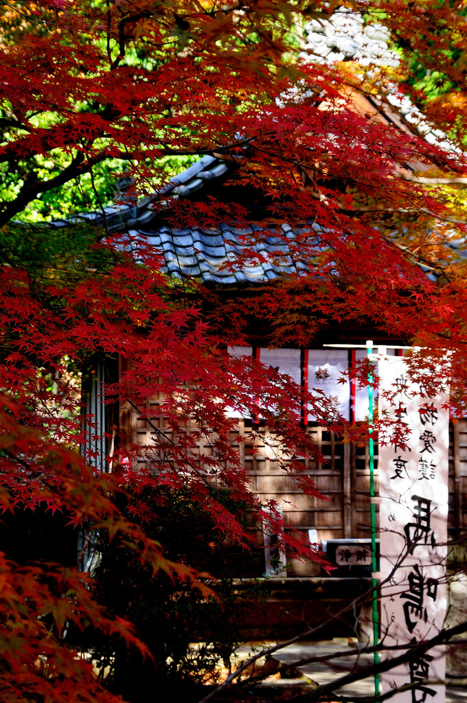 お寺には紅葉　　犬山寂光院