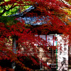 お寺には紅葉　　犬山寂光院
