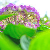 紫陽花　輝く・・・。