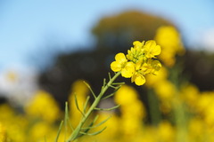 都会の菜の花