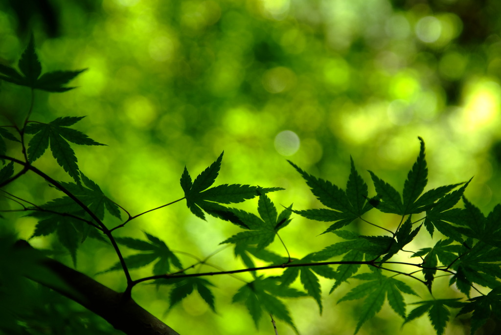 Spring Light