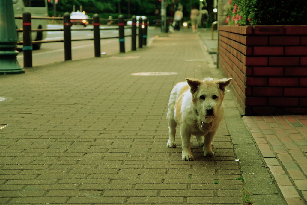 老犬