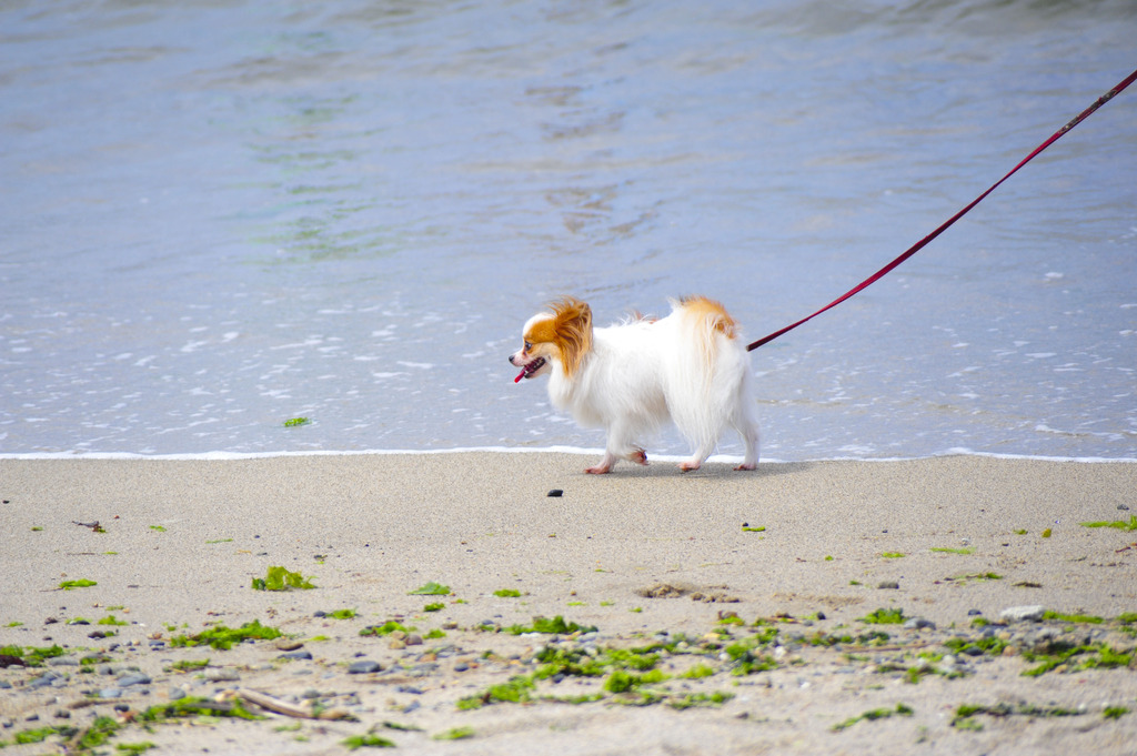 Dog in beach