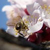梅に蜂