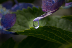 紫陽花の雫