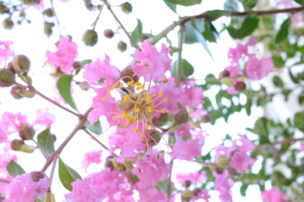 夏の彩り