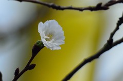 十月桜