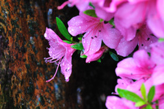 梅雨の朝に咲いて