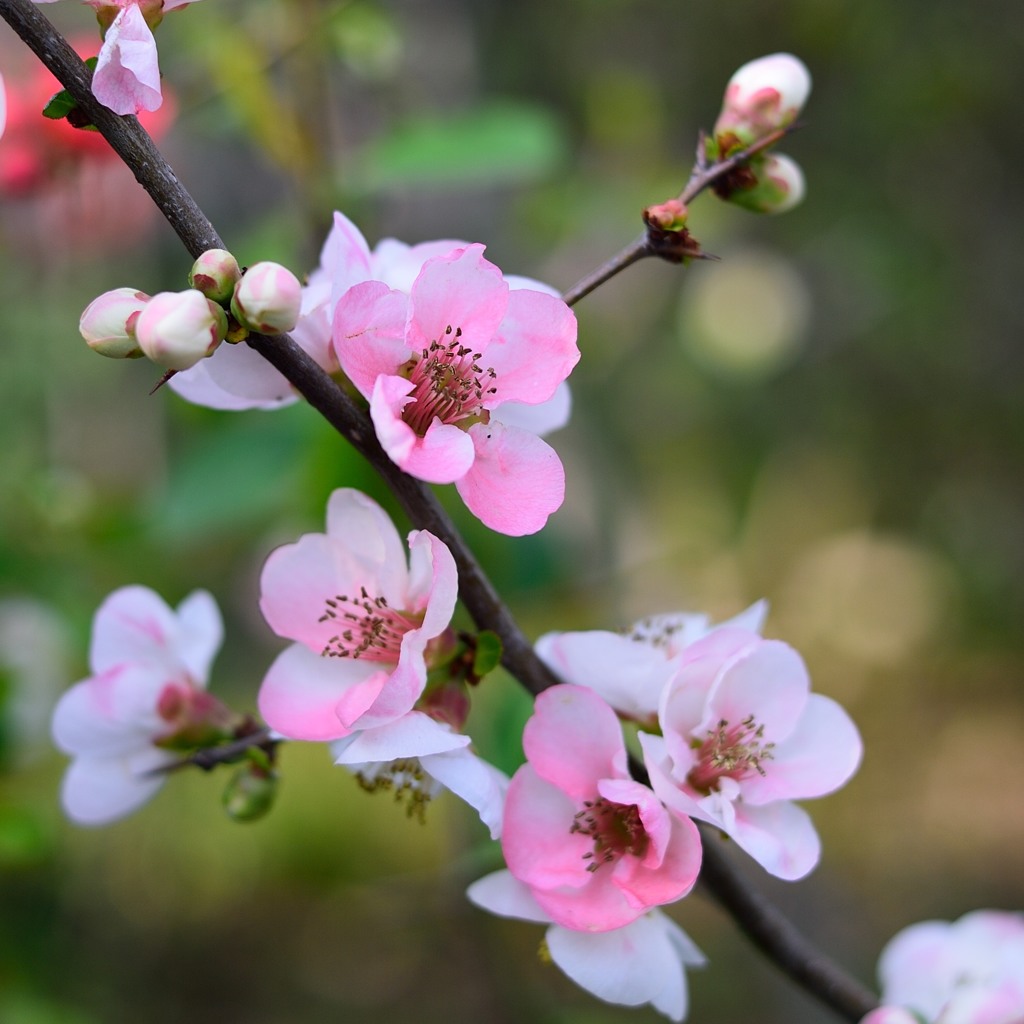 木瓜の花