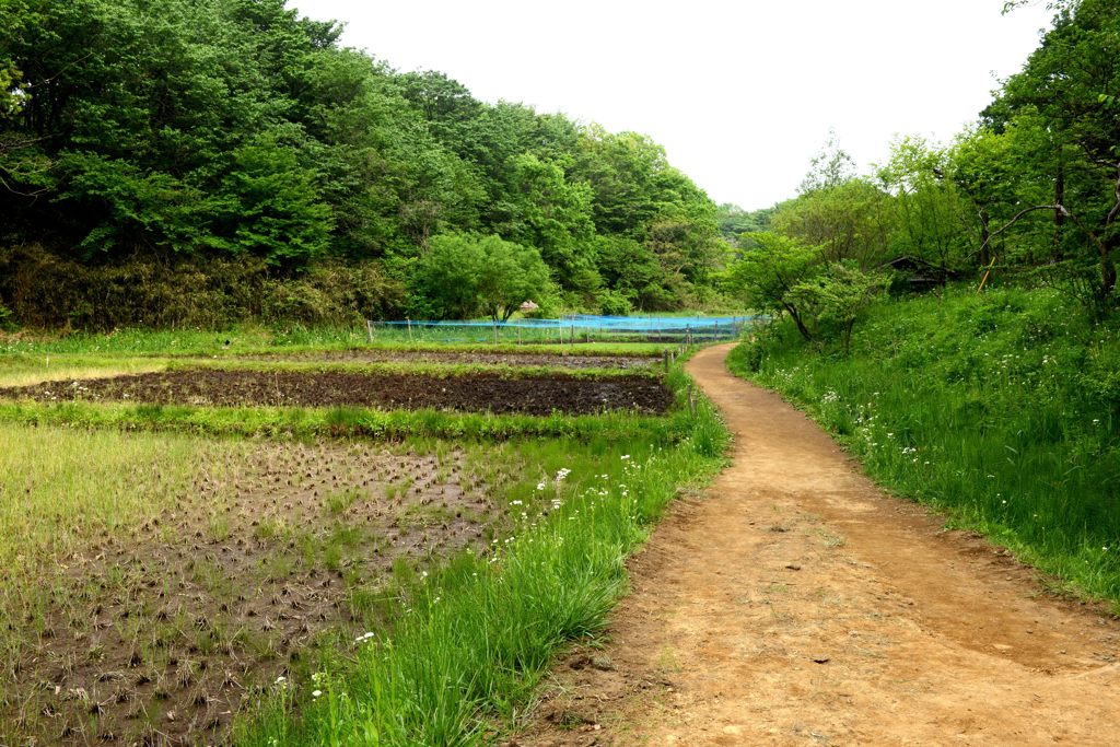 やさしい道