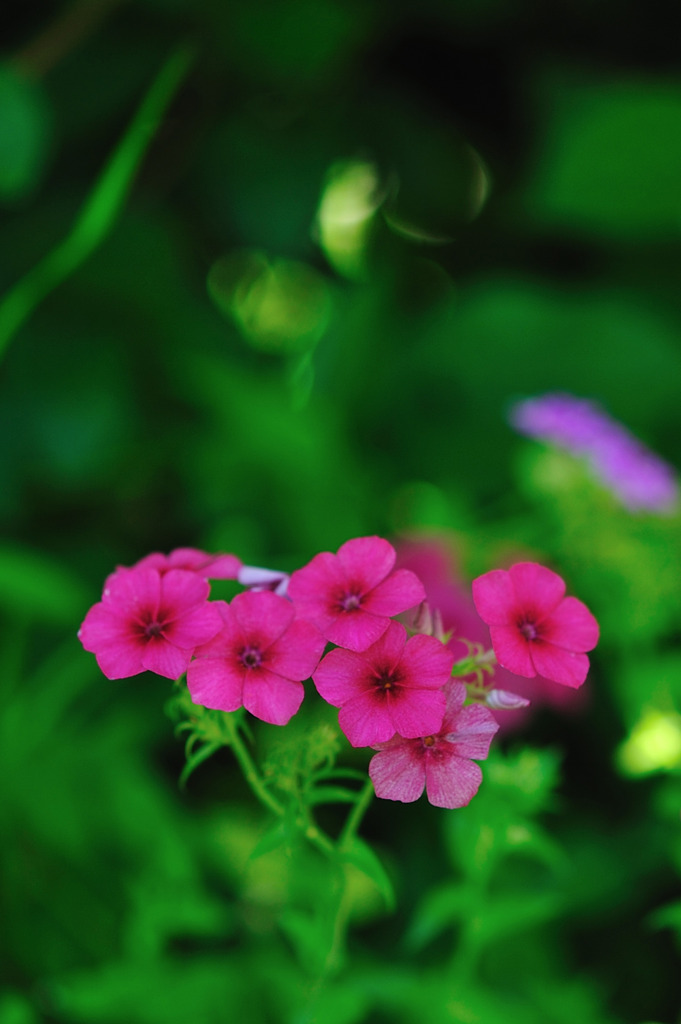 日陰に咲く花