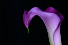 花の雫