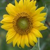 夏の顔
