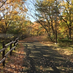 紅葉を歩く