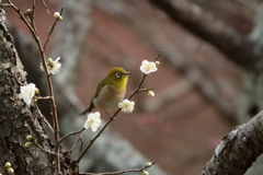 春続く