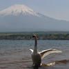 白鳥の湖？