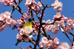 まだ蕾の方が多いかな