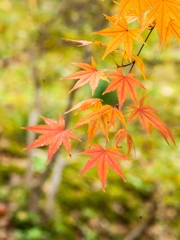 紅葉回想ⅱ