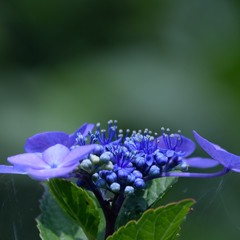 bluish purple