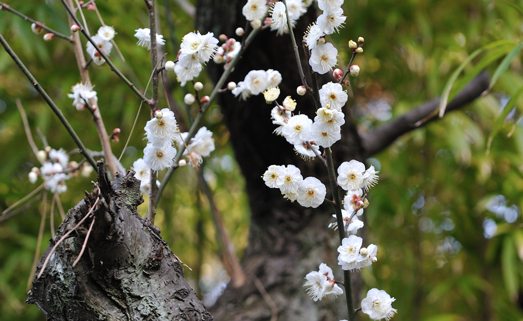 梅は百花の魁