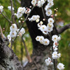 梅は百花の魁