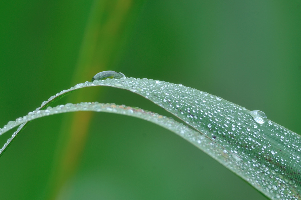 朝露の中に