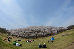 パノラマ風お花見