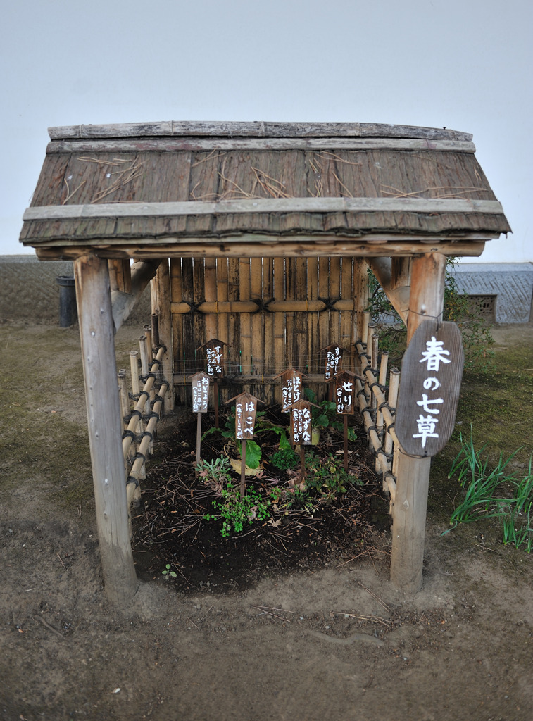 ご存知ですか「春の七草」