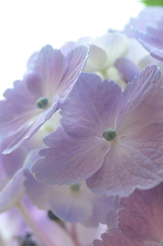 日陰の花