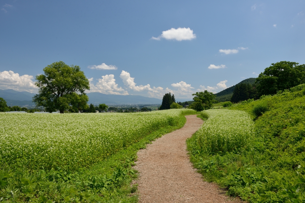 高原の小径