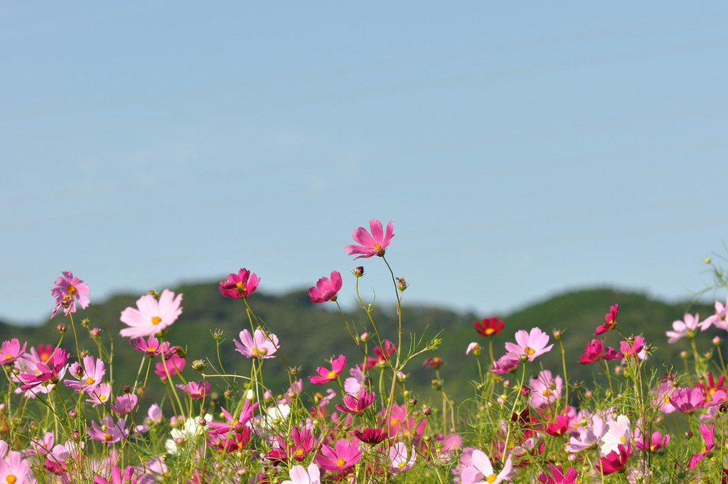 三芳村「鄙の里」