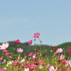 三芳村「鄙の里」