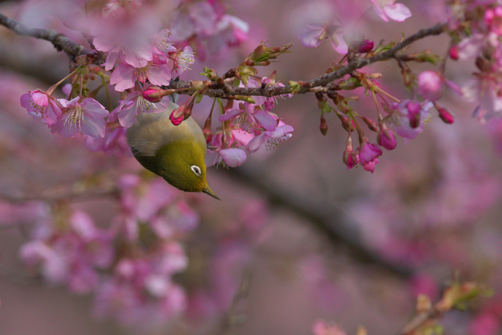 春日和　其の弐