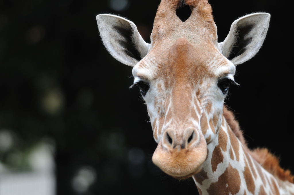 つぶらな瞳 By シーサン Id 写真共有サイト Photohito