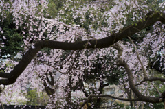 桜降る