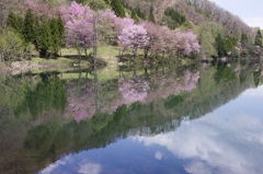 桜日和