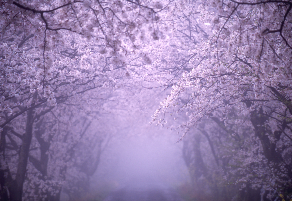 桜