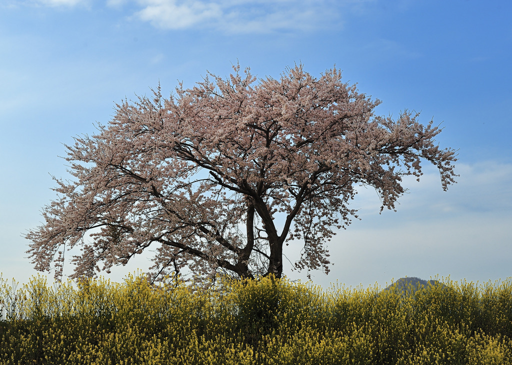 湖北町の桜
