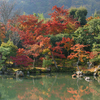 天龍寺庭園