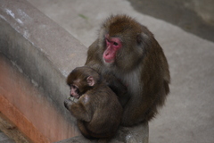 上野動物園にて