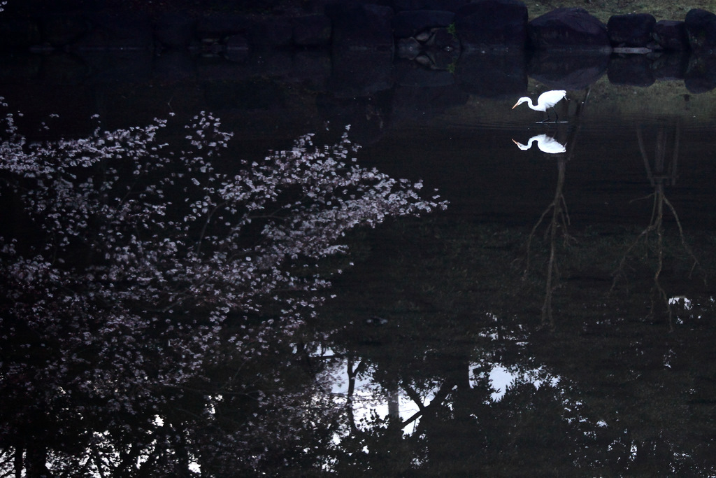 水上花見