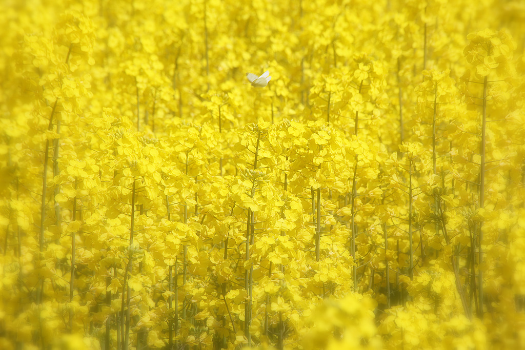 黄色の国