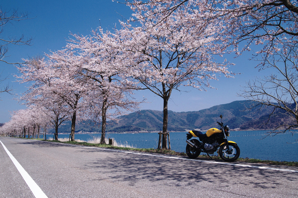 桜道ツーリング