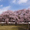 醍醐寺の枝垂れ桜